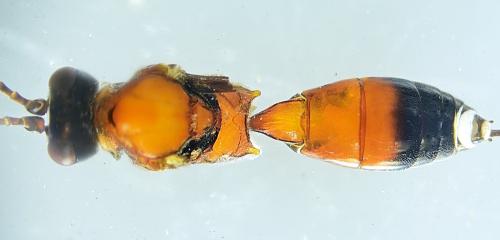Aptesis flagitator